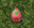 Easteregg.png